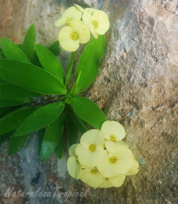 Conoce A La Flor Corona De Cristo Euphorbia Milii