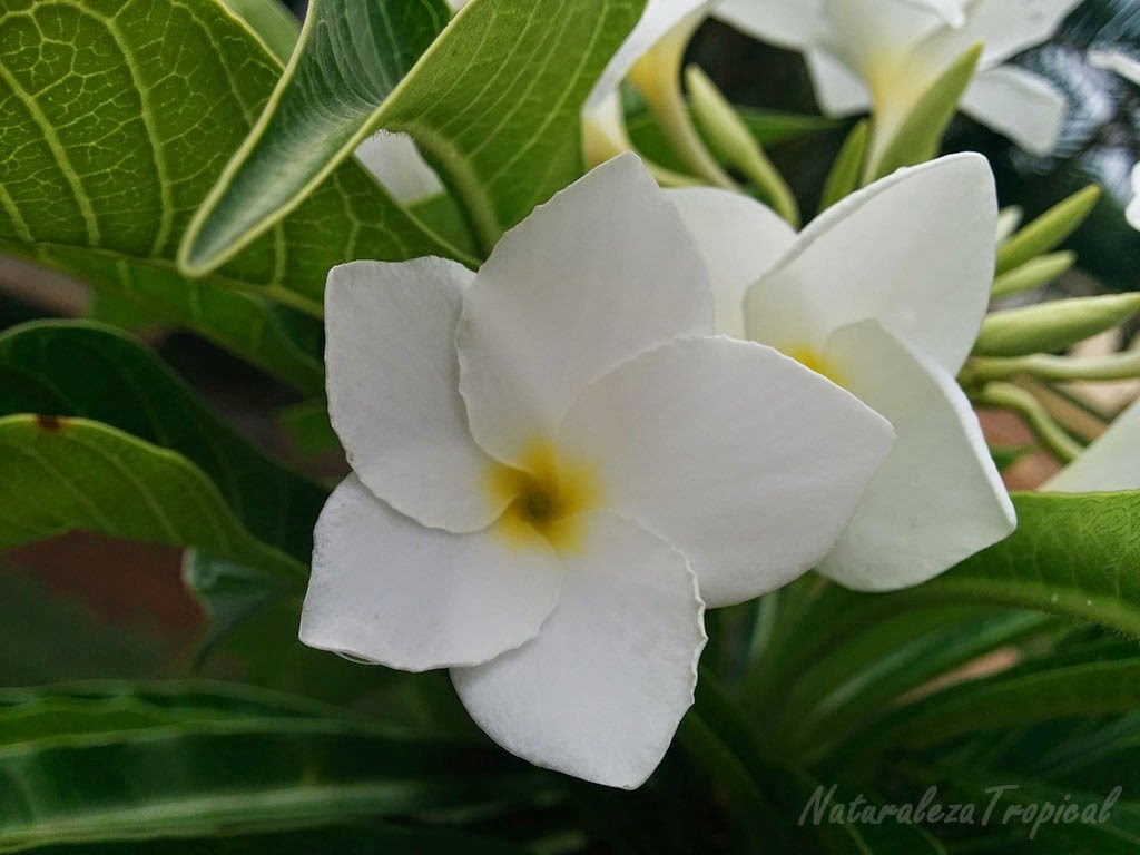 Bellas fotos de flores del género Plumeria