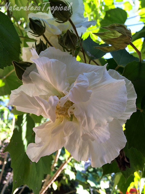 Fotos y descripción de la flor Rosa de mayo (Hibiscus mutabilis)