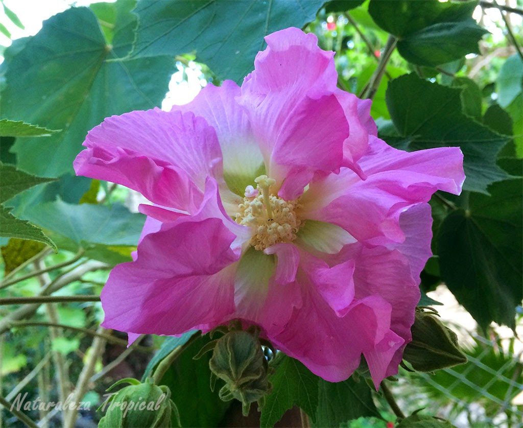 Fotos Y Descripcion De La Flor Rosa De Mayo Hibiscus Mutabilis
