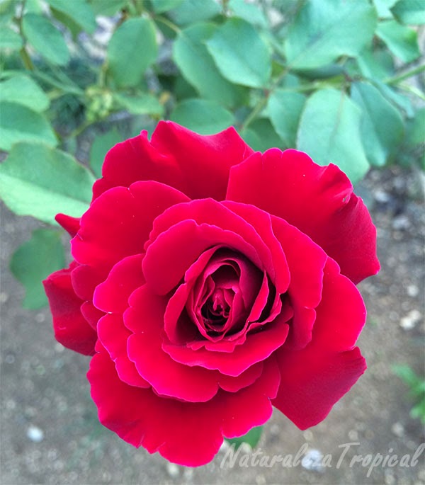Rosas, las flores más utilizadas para expresar nuestros sentimientos
