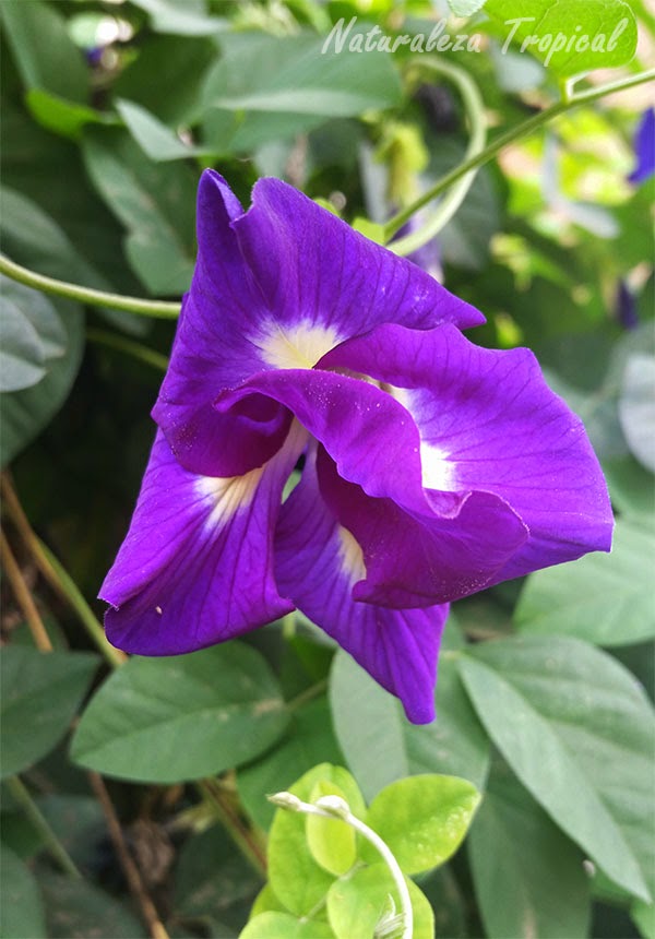 Fotos y descripción de flores del género Clitoria (Conchita azul)