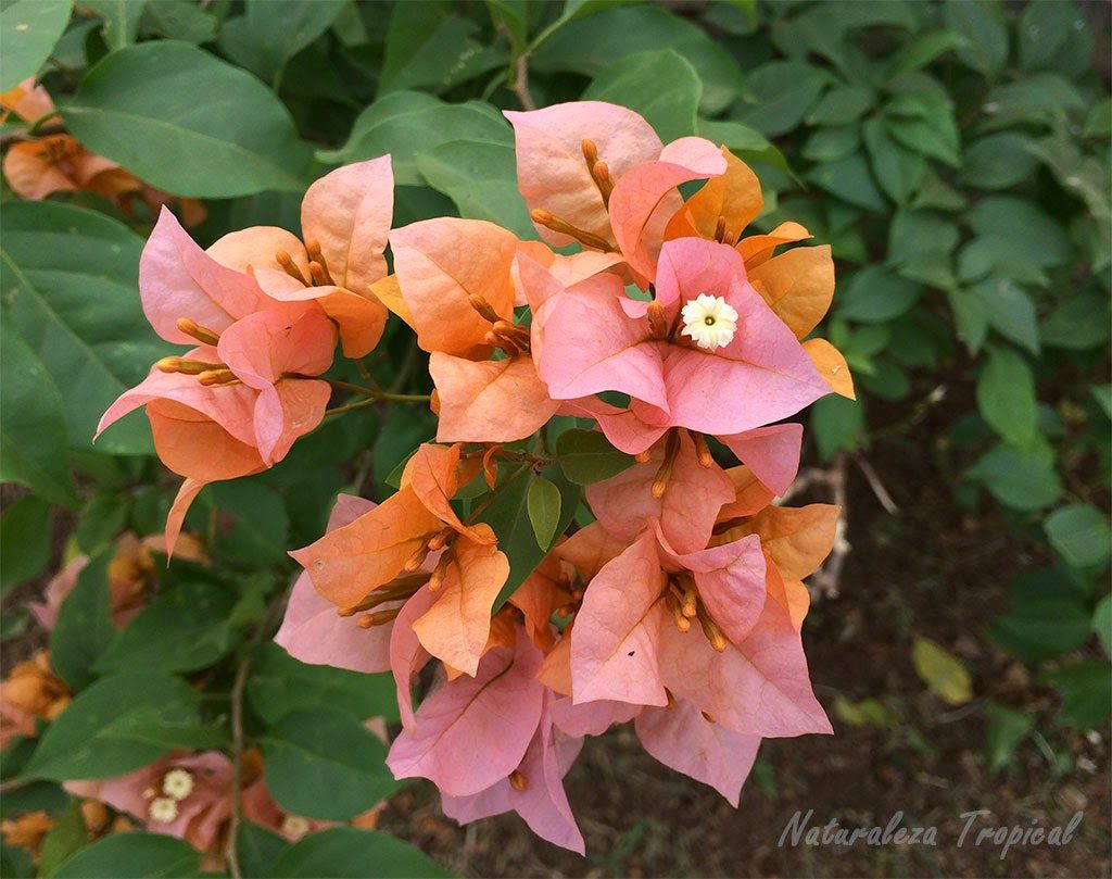 La Flor de Papel (Bougainvillea glabra)