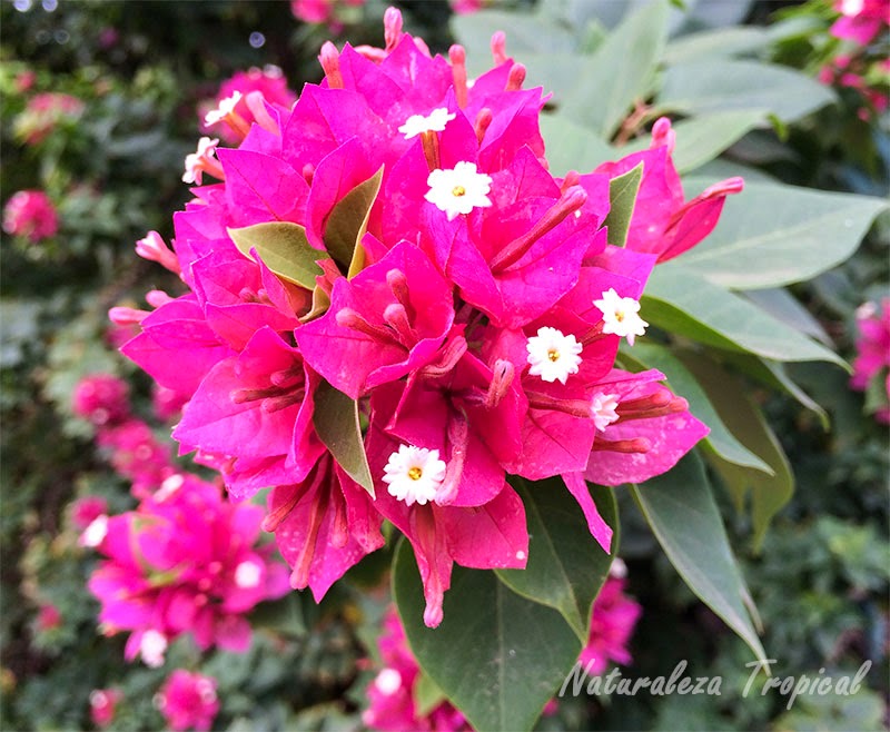 La Flor de Papel (Bougainvillea glabra)