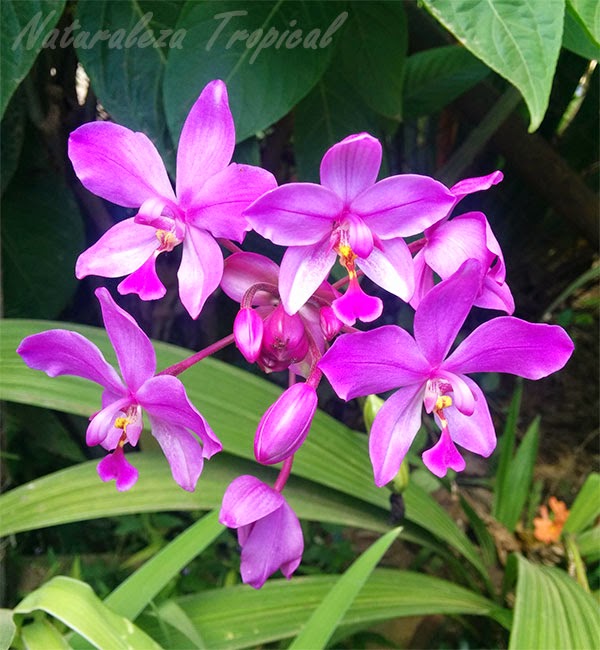 Las orquídeas, Familia Orchidaceae