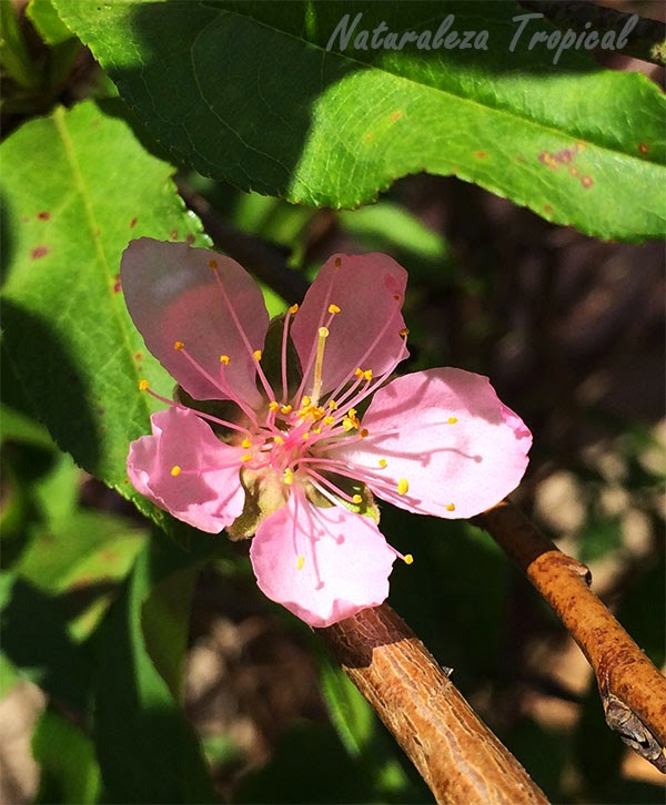 El Almendro y sus flores, género Prunus