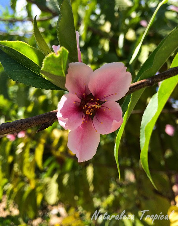 El Almendro y sus flores, género Prunus