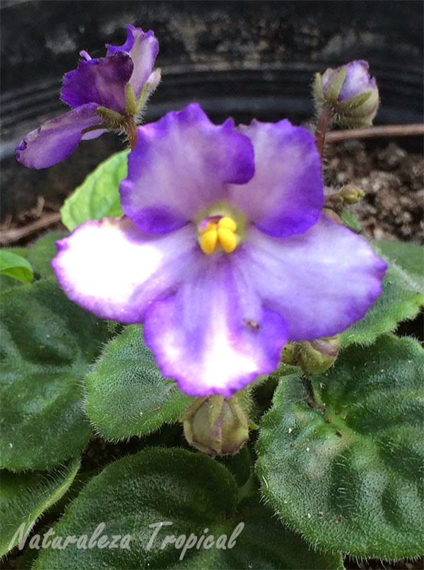 Las Violetas Africanas, género Saintpaulia