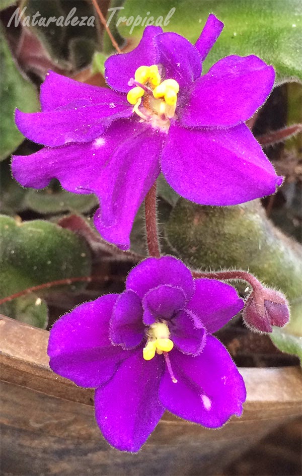 Las Violetas Africanas, género Saintpaulia