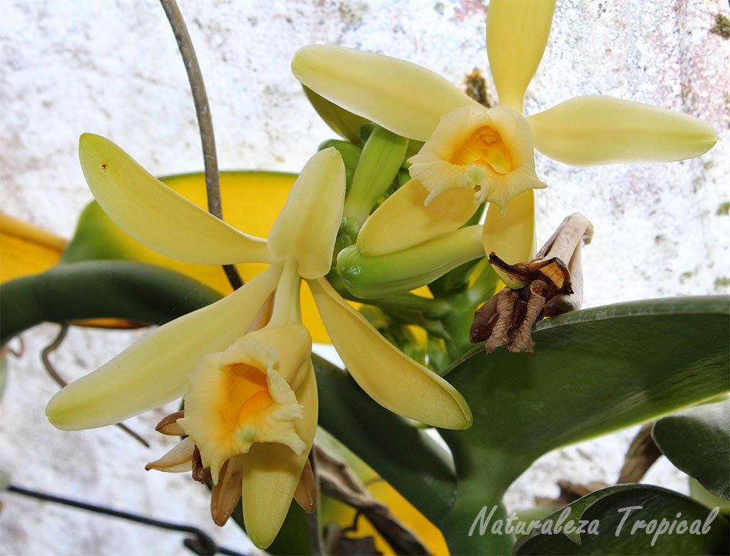 La orquídea Vainilla, Vanilla planifolia
