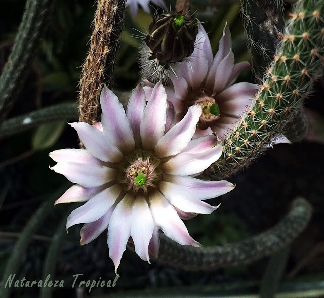 Galería de Flores de Cactus