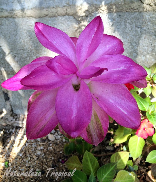 La Flor de Abril, Curcuma zedoaria