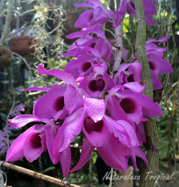Galería de fotos de flores de Orquídeas