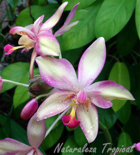 Orquídeas del género Spathoglottis