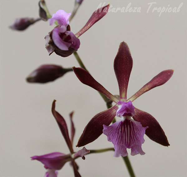 La Orquídea de Chocolate, Encyclia phoenicea