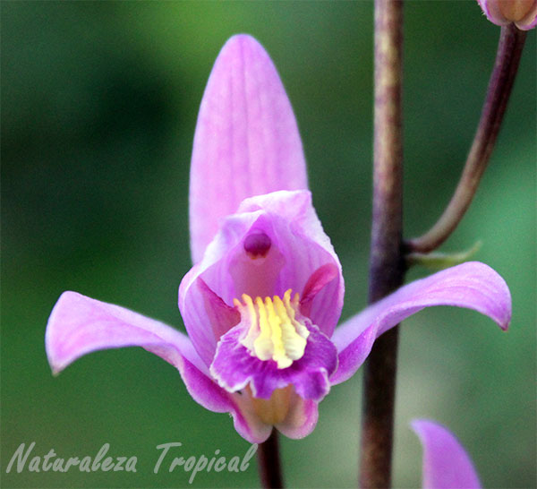 La orquídea de autopista o Candelaria, Bletia purpurea