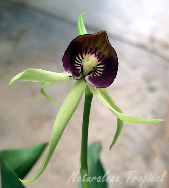 La Orquídea Negra, Prosthechea cochleata