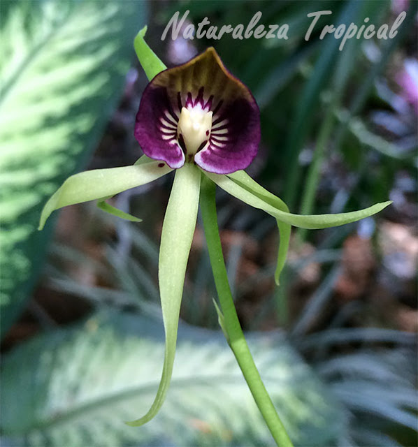 La Orquídea Negra, Prosthechea cochleata