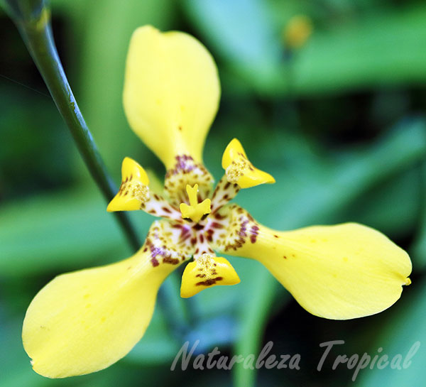 Iris amarillo, Trimezia sincorana