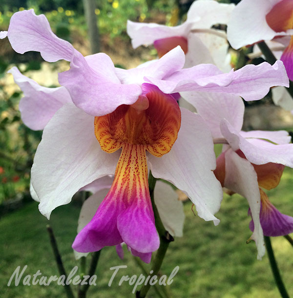 Hermosas orquídeas del género Vanda