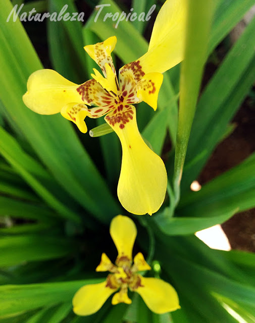 Iris amarillo, Trimezia sincorana