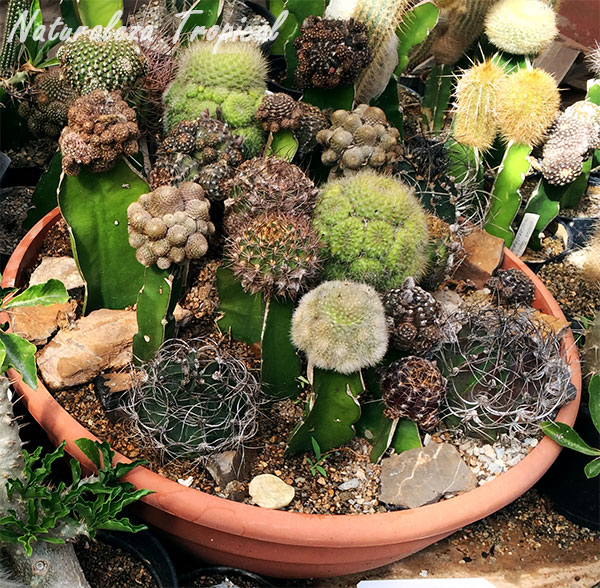 Maceta con varios cactus injertados