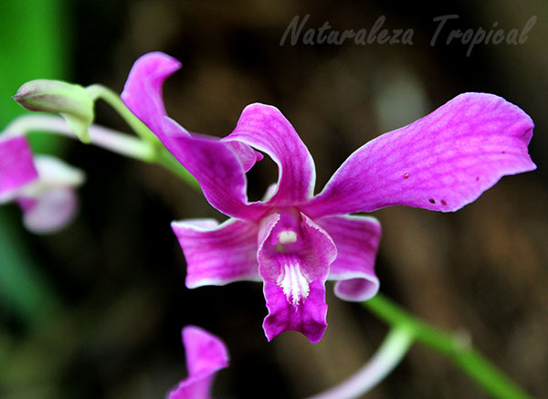 Información completa sobre la orquídea Violeta, Dendrobium superbiens