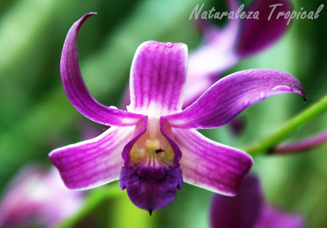Información completa sobre la orquídea Violeta, Dendrobium superbiens