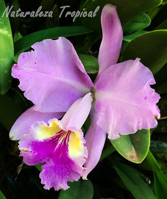 La orquídea más cultivada en el Mundo. Cattleya lueddemanniana