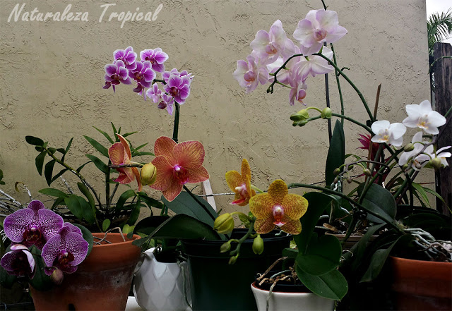 Manual básico para el cultivo de orquídeas en casa