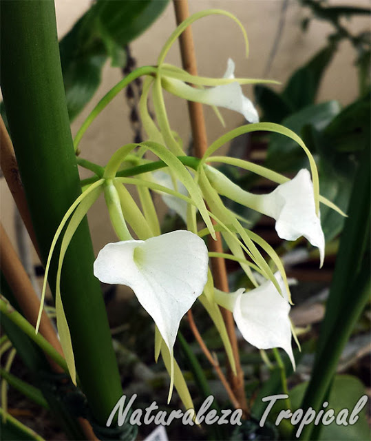 Las Damas de Noche. ¿Sabías sobre estas orquídeas?