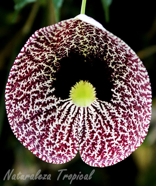Una flor impresionante. La flor de Calicó, Aristolochia elegans