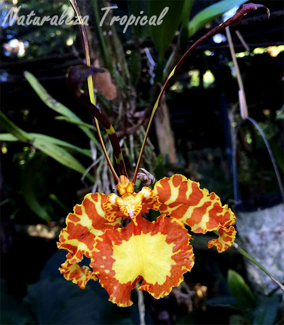 Curiosidades sobre orquídeas que deberías conocer