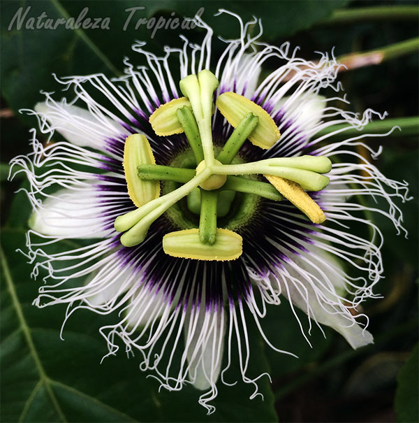 Foto de la Flor de la Pasión o maracuyá, Passiflora edulis