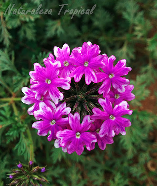Featured image of post Planta Verbena Flor / Esta planta llena de pequeñas flores de colores es muy popular en los hogares.