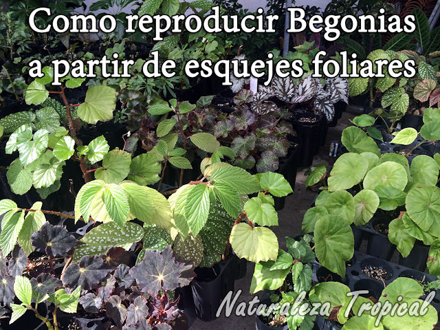 Reproduce begonias a partir de esquejes foliares