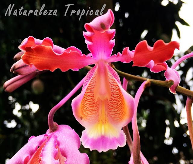 Flor característica de la orquídea Rumbera, Myrmecophila sp