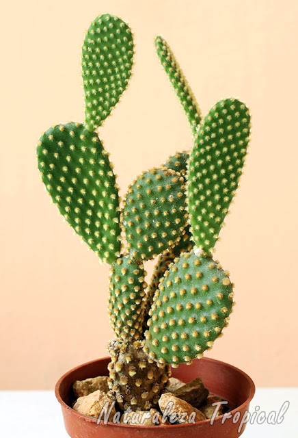El popular cactus Opuntia microdasys