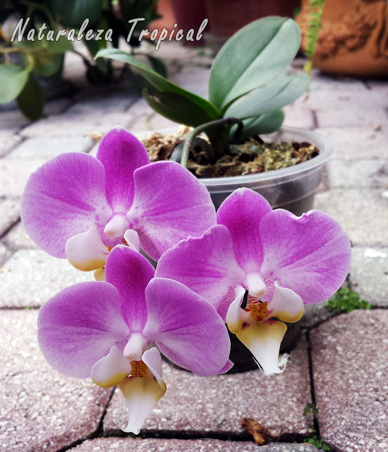 Todo lo que debes saber para cultivar Orquídeas Mariposas