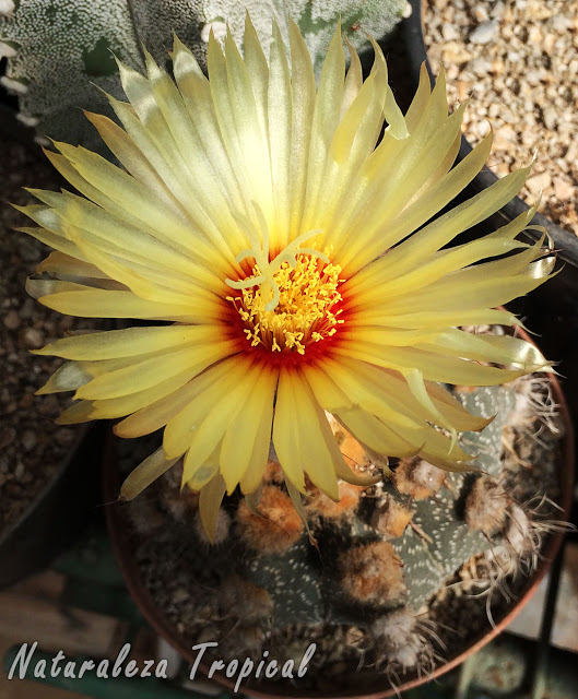 Flor característica del cactus Astrophytum asterias; cactus muy popular en las colecciones