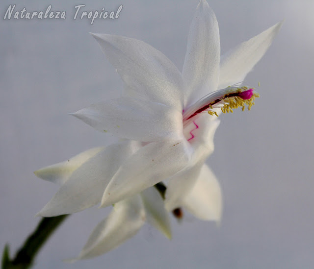 Variedad blanca de la flor del popular Cactus de Navidad, Schlumbergera truncata