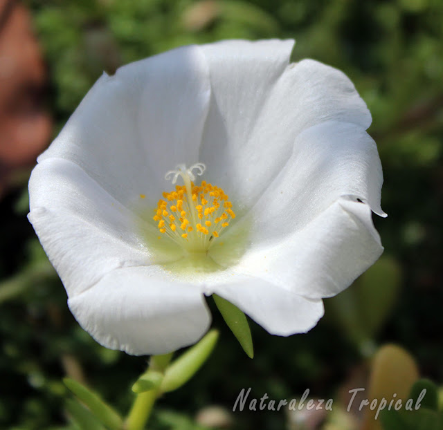 Variedad blanca de la flor de la planta Portulaca grandiflora