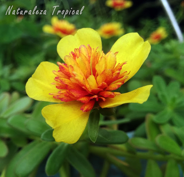 Flor doble de la planta ornamental y comestible conocida como Verdolaga, Portulaca oleracea