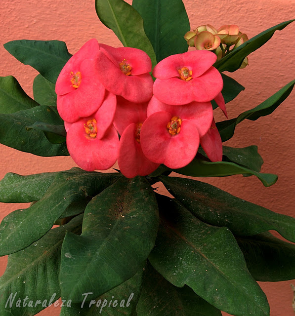 Floración de la planta Corona de Cristo, Euphorbia milii