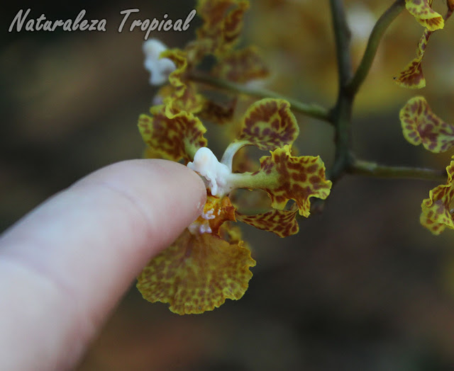Aprende a polinizar orquídeas con tus propias manos
