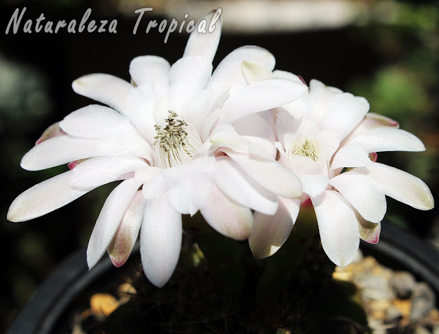 Flores características en coloración blanca de los cactus del género Gymnocalycium