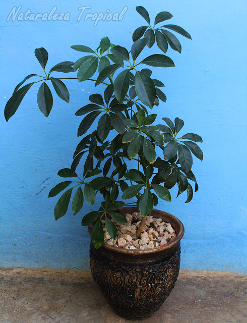 Las chefleras son árboles que puedes mantener en vasijas en el interior del hogar. Schefflera arboricola 