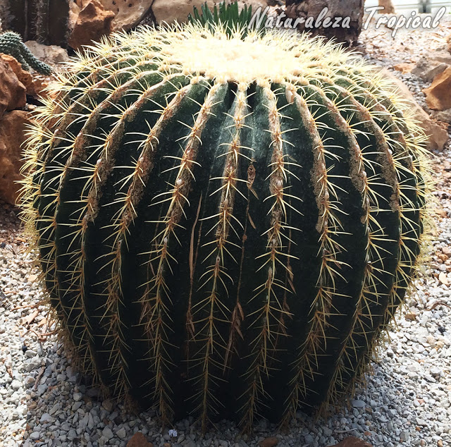 El Cojín de Suegra es uno de los cactus más populares del mundo, Echinocactus grusonii