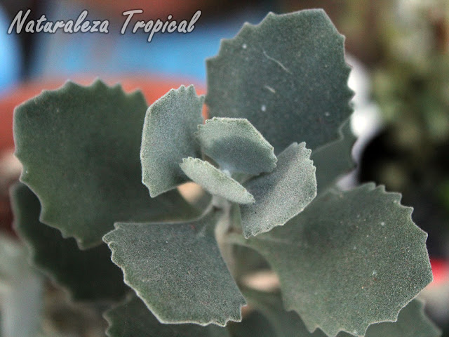 Kalanchoe millotii es muy apreciado por sus hojas y tallos cubiertos de pelos blanquecinos dándole tonalidades grisáceas