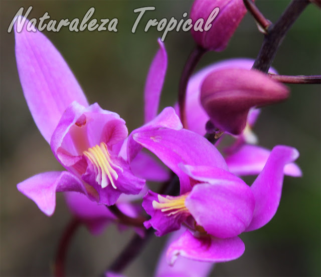 Orquídea terrestre muy resistente y con floraciones permanentes durante todo el año. Conocida como Candelaria o de Autopista. Bletia purpurea.
